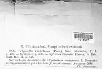 Seimatosporium tostum image